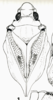 Habitus, dorsal view on Bahuflata punctata Dlabola, 1979: (Observation).