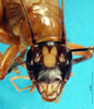 CollectionObject 1580112; d4606775-b3cc-4c90-ac40-8dd26cc89087: female, frontal view (syntype). (CollectionObject).
