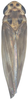 Habitus, dorsal view: Habitus, dorsal view. (Observation).