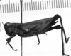 CollectionObject 1543708; bbd5b128-35d7-4556-9380-1a1f6ee3c746: Image Carbonell, C.S. female, lateral view (allolectotype of Dichroplus distinguendus). (CollectionObject).