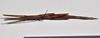 CollectionObject 1558564; 3ae685c8-f1c6-4bd0-85f7-d0b8fa72a781: copyright NTUC. female, ventral view (syntype). (CollectionObject).;CollectionObject 1558565; b09dd22e-7f33-4771-b1d9-24d893a97422: copyright NTUC. female, ventral view (syntype). (CollectionObject).