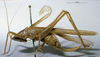 CollectionObject 1595894; 954643fd-4afc-4b3a-986d-7f8000f04cb3: female, lateral view (syntype). (CollectionObject).