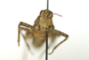 CollectionObject 1528463; f83f6001-d2ad-4ce2-986f-ccb04015aa08: female, frontal view (holotype). (CollectionObject).