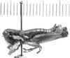 CollectionObject 1524026; cd35bca6-0fa3-4808-810c-d57cdff69b71: male, lateral view (holotype). (CollectionObject).