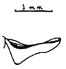Anaulacomera (Anaulacomera) acutangulata Márquez Mayaudón, 1965: Fig. 14 (after holotype). male supra-anal plate, lateral view. (Otu).