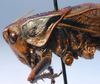 CollectionObject 1517127; a5da2419-1399-417b-a1d3-278aa3236811: male pronotum, lateral view (holotype). (CollectionObject).