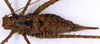 CollectionObject 1517007; dbc295df-4183-4881-9f28-1f654ac5c35d: female, dorsal view (syntype). (CollectionObject).