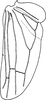 Hind wing on Aguriahana youngi Chiang, Hsu & Knight, 1989: Hind wing. (Observation).