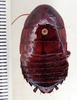 Eurycotis lixa Rehn, 1930: Photo taken by Heidi Hopkins. (Otu).
