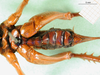 CollectionObject 1595444; d7e83f38-79e9-4254-a5c8-adec6dca8425: female, ventral view. (CollectionObject).