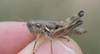 Melanoplus aridus (Scudder, 1878): female. (Otu).