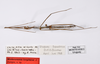 CollectionObject 1559867; 323192c9-1ac1-4610-96c0-b6da2e49e699: copyright ZMHB, Berlin. male, dorsal view (holotype). (CollectionObject).