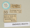 CollectionObject 1561510; NHMUK(SF IMPORT DUPLICATE) 844554, 67d23550-6b19-49a7-82d3-c3048c896de1: copyright Natural History Museum, London. male, data labels (paralectotype). (CollectionObject).