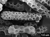 Brochosomes on Cuerna arida Oman & Beamer, 1944: CR175 | U.S.A., Arizona, Sta. Rita Mts. | 7/10/1950 | KSEM. (Observation).