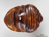 CollectionObject 1863291; a743706e-c1b1-4c78-ace1-0e98fe97f53b: (CollectionObject).