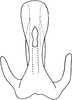 Aedeagus, ventral view on Drabescoides nuchalis (Jacobi, 1943): Aedeagus, ventral view. (Observation).
