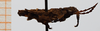 CollectionObject 1506105; 412e75db-59ab-4421-982b-eac528b7c028: male, lateral view (syntype). (CollectionObject).