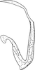 Aedeagus, lateral view: !! display not done !! on Macrosteles sexnotatus (Fallén, 1806): Aedeagus, lateral view. (Observation).