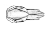 Maeacris aptera Ronderos, 1983: Fig. 12. female abdomen tip, dorsal view. (Otu).