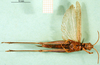 CollectionObject 1584519; 27de41ff-a0de-4716-b497-a5a65b600af7: female, ventral view (syntype). (CollectionObject).