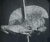 Seyidotettix swahili Rehn, 1938: Fig. 1. female, lateral view (type). (Otu).