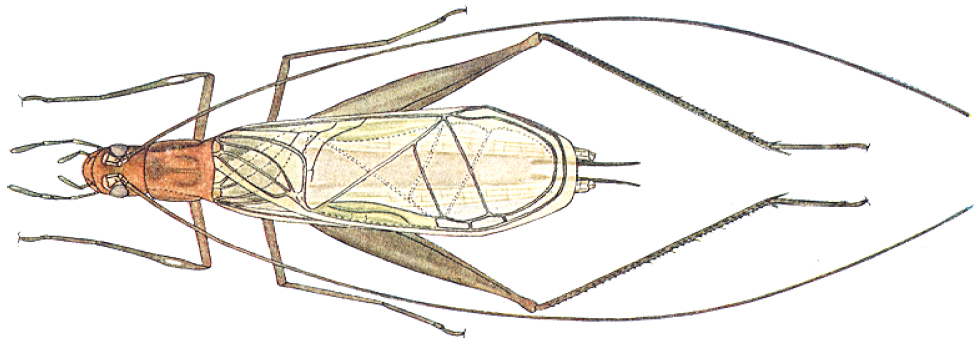 Pl. VI a. male. Depicts Oecanthus pini Beutenmüller, 1894, an Otu.