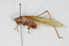 CollectionObject 1505681; bd75f36b-ca28-4097-835e-6cf12b12c842: female, lateral view (syntype #1). (CollectionObject).