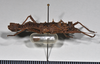 CollectionObject 1558289; NHMUK(SF IMPORT DUPLICATE) BMNH(E)845354, e1c4632b-fddb-4395-82e7-489e6398b8c9: copyright Natural History Museum, London. female, lateral view (holotype). (CollectionObject).