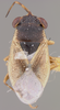 CollectionObject 1596512; 83c46384-c32b-45d3-9f75-f0d32d2e3f3d: Geocoris howardi HOLOTYPE (NMNH) - (CC BY-NC 3.0) - Photo by Pablo M. Dellapé with permission from the National Museum of Natural History (NMNH), Smithsonian Institution, Washington, D.C. (CollectionObject).