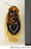 CollectionObject 1573113; 2ef77f9f-f054-4770-8e0a-bf4f92fb0fbd: Copyright Natural History Museum, London. Non-type (adult female) in BM(NH). Ventral view. (CollectionObject).