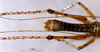 male cerci (holotype). Depicts CollectionObject 1505288; 014ef02d-a1f9-425e-a857-da7c50d75d19, a CollectionObject.