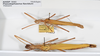 CollectionObject 1561431; 89b4e4a5-d747-41c2-a48f-7c2958368892: copyright ANSP. female, dorsal view (holotype) and male (paratype). (CollectionObject).
