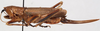 CollectionObject 1498547; 2847d3c6-b823-4a1d-826e-5efa7ee72d64: female, lateral view. (CollectionObject).