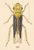 Habitus, dorsal view: !! display not done !! on Oncometopia (Oncometopia) undata (Fabricius, 1794) now Oncometopia (Oncometopia) orbona (Fabricius, 1798): (Observation).