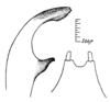 Pl. 5, Figs. 1, 2. male cercus and subgenital plate. Depicts Dissonulichen (Dissonulichospinus) elegans (Brunner von Wattenwyl, 1878), an Otu.