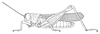 Eucoptacra anguliflava (Karsch, 1893): Page 101, Figure 2. male habitus. (Otu).