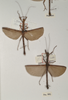CollectionObject 1560107; 7d1b080d-7a82-463c-9605-b374e86a40cf: copyright OUMNH. male (syntypes). (CollectionObject).