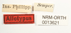 CollectionObject 1529628; 1ed76033-5faf-46eb-bb3c-a6544ae6213a: labels (syntype). (CollectionObject).