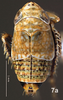Habitus, dorsal view on Bretega ensiverpa Stiller, 2017: Habitus, male, dorsal view. (Observation).