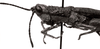 CollectionObject 1502819; 5c1fd3ce-3772-42c9-bdb0-9b6e749abf34: Image Carbonell, C.S. male head and pronotum, lateral view. (CollectionObject).