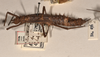 CollectionObject 1561554; 6cdbe08b-dbcd-4592-830b-23e49866e842: copyright UMO. female, lateral view of synonym Acanthoderus spiniventris (syntype). (CollectionObject).;CollectionObject 1561555; effcc6fe-eba2-4459-a612-4ec6e76c6540: copyright UMO. female, lateral view of synonym Acanthoderus spiniventris (syntype). (CollectionObject).