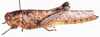 Rhytidacris punctata (Kirby, 1902): female, lateral view. (Otu).