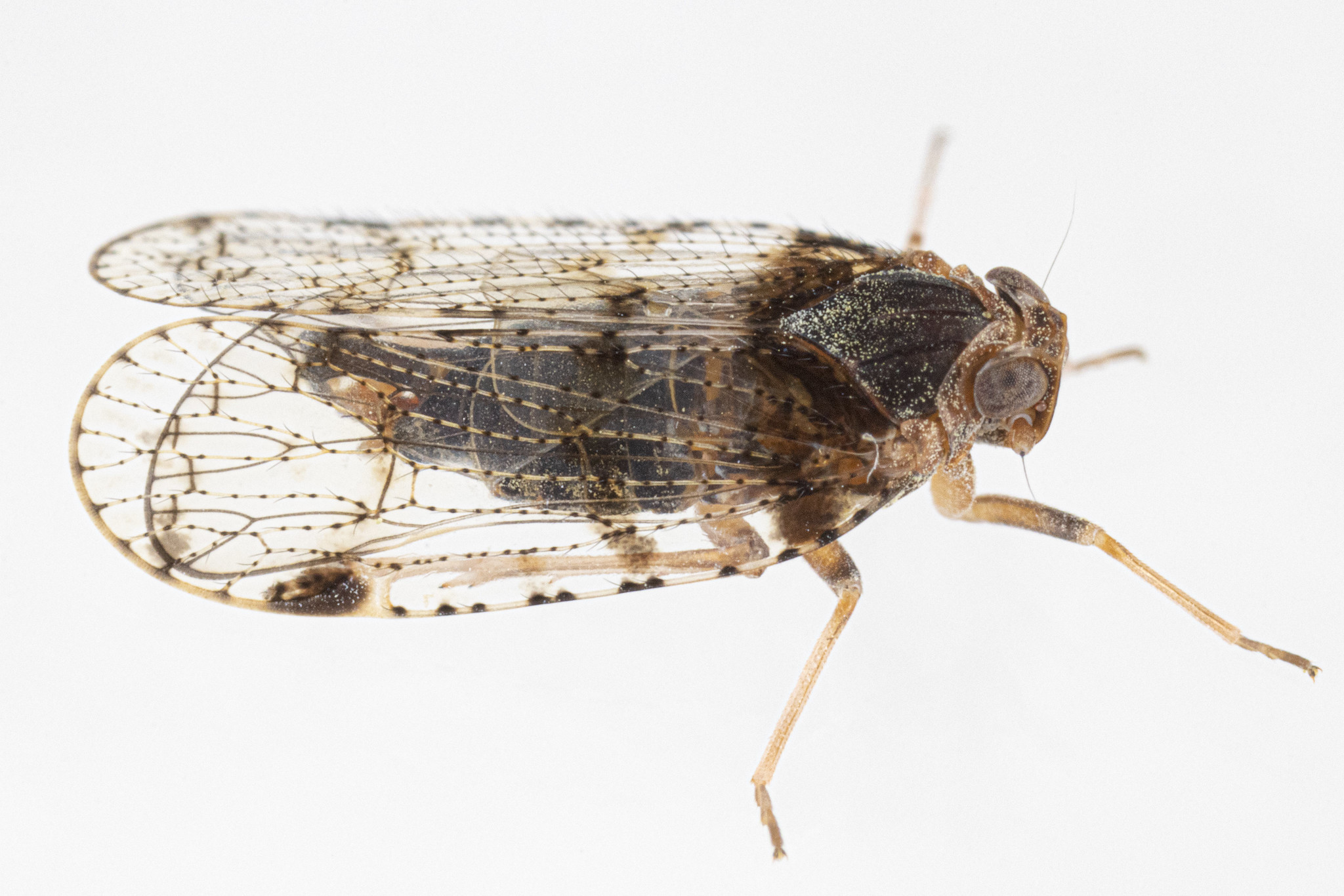 Cixius nervosus (Linnaeus, 1758), male. Boxford, Essex Co, Massachusetts, USA; June 7, 2021. Depicts Live specimen, an Observation.