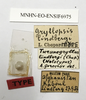 CollectionObject 1539981; e2071e0b-c5f5-46dd-8efc-8dff27992412, MNHN-EO-ENSIF6975: labels (holotype). (CollectionObject).