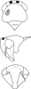 Head, pro-, and mesothorax (E. bisetosa Dwor.) Depicts Head, an Observation.;Head, pro-, and mesothorax Depicts Head, an Observation.