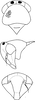 Head: Head, pro-, and mesothorax (E. bisetosa Dwor.). (Observation).