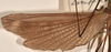 CollectionObject 1558794; bd574a61-7251-434a-ae6f-99f7a73a9ea7: copyright OUMNH. male wings (holotype). (CollectionObject).