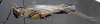 CollectionObject 1537873; 85f4e358-0014-490b-8f8a-6cd965909293: male, lateral view. (CollectionObject).