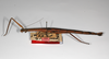 CollectionObject 1559583; 5adf3712-9882-4218-99e1-9c2178f55104: copyright ZHMB, Berlin. female, lateral view (syntype). (CollectionObject).;CollectionObject 1559584; cd52ee9d-327c-45ee-9b2f-9a0c9d7cc06e: copyright ZHMB, Berlin. female, lateral view (syntype). (CollectionObject).