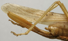 CollectionObject 1535042; eba9ef2d-80d0-4c3f-ba1a-b6582fdc43ad: female ovipositor (lectotype). (CollectionObject).